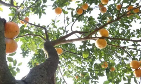 Loại quả "tốt nhất thế giới" chỉ có ở Phú Thọ, trồng một lần thu hoạch nhiều năm, thành đặc sản tốt cho sức khỏe