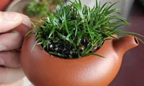 Nghỉ lễ đi chơi nếu gặp loại cỏ thơm này hãy mang một bụi về trồng, cây đẹp hơn hoa, vào chậu làm bonsai giá tiền triệu