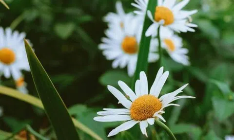 Thay vì đuổi theo quý nhân, người biết 3 điều này biến mình thành thỏi nam châm thu hút họ