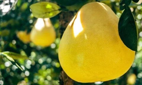 Loại quả "tốt nhất thế giới" chỉ có ở Vĩnh Long, trồng một lần thu hoạch nhiều năm, thành đặc sản tốt cho sức khỏe