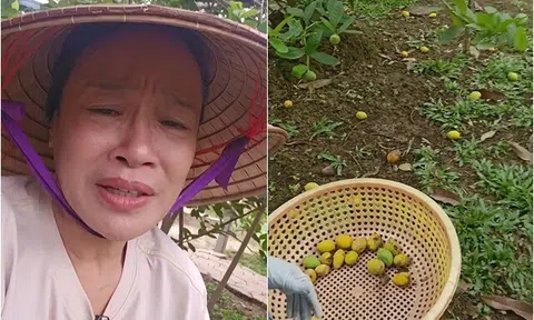 "Táo bà" nổi tiếng VTV buồn đứt ruột vì quả rụng hàng loạt khắp vườn sau cơn mưa nàng Bân