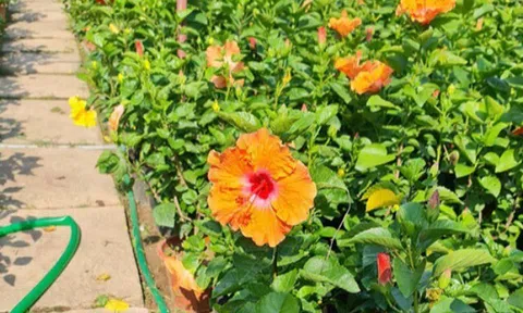 Loại hoa dại xưa trồng làm hàng rào, giờ thành đặc sản nổi tiếng có hương vị đặc biệt, tốt cho sức khỏe