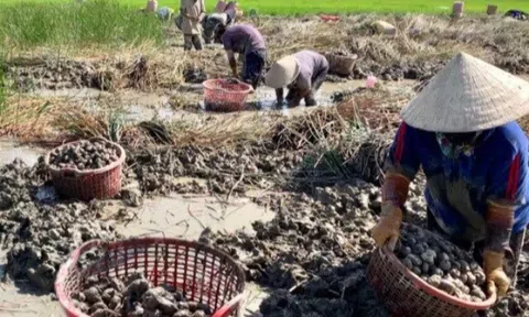 "Lộc trời" mọc dưới bùn xưa chẳng ai ăn, nay thành đặc sản dân thành phố lùng mua, giá đến 80.000 đồng/kg