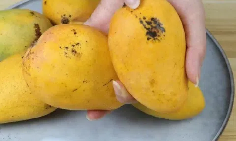 Xoài có đốm đen nên mua hay vứt, đốm to hay nhỏ thì ăn được, điều đơn giản nhưng nhiều người hiểu lầm