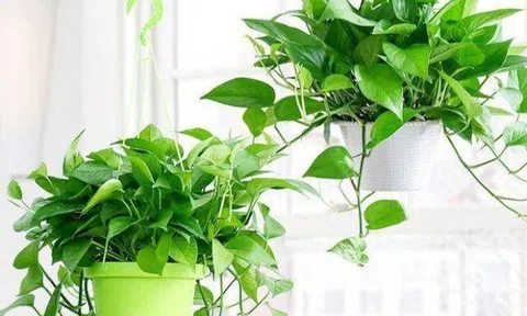 Người thông minh chỉ chọn 3 cây này trồng trong nhà, hóa giải vận xui, tụ tài khí, cả nhà thuận buồm xuôi gió