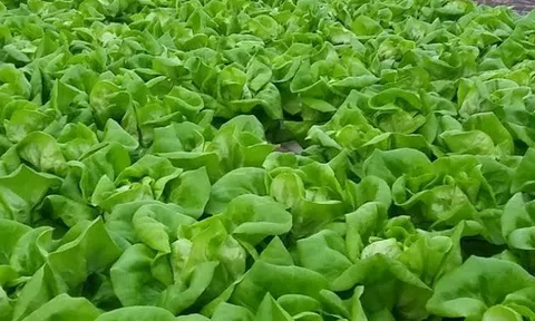 Loại rau "tốt nhất thế giới", Việt Nam trồng bạt ngàn chỉ 45 ngày cho thu hoạch, thành đặc sản tốt cho sức khoẻ