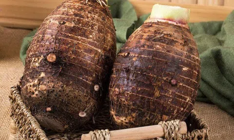 Củ này có giá 25.000đ/kg, người Nhật gọi là “củ trường sinh”, nấu kiểu gì cũng ngon, ai cũng thích mua về