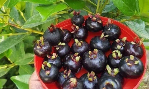 Loại quả "tốt nhất thế giới" có ở Khánh Hoà, trồng một năm cho thu hoạch, thành đặc sản nổi tiếng tốt cho sức khỏe