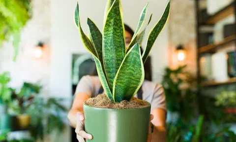 Lời khuyên cho những gia đình trồng cây lưỡi hổ, đừng thấy hoa nở cứ nghĩ là điềm lành