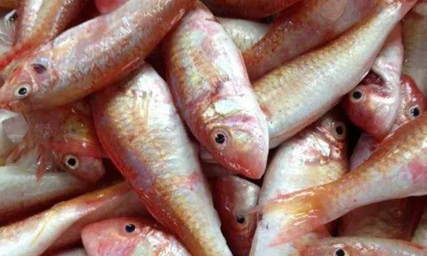 Loại cá giá rẻ giàu Omega-3 ngang với cá hồi, tốt cho sức khỏe nhưng bị chê vì nghe tên đã không muốn đụng đũa