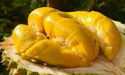 Tại sao ngày càng nhiều người từ bỏ ăn sầu riêng bổ sẵn? 4 mẹo chọn nguyên quả cực thông mình này hóa ra là nguyên nhân