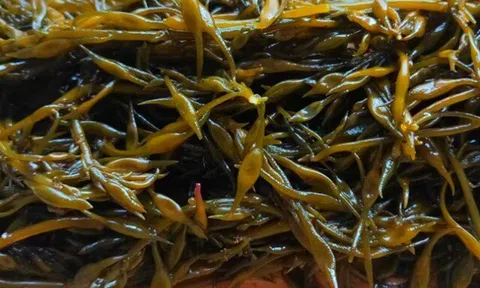 Canxi trong rau này gấp 10 lần sữa, người Nhật gọi là “món trường thọ”, thật may nước ta cũng bán nhiều!