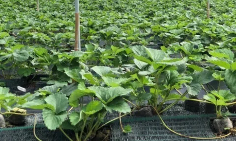 Loại quả "tốt nhất thế giới" chỉ có ở Lâm Đồng, trồng 3 tháng cho thu hoạch, thành đặc sản tốt cho sức khỏe