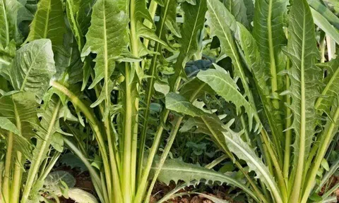 Loại rau "tốt nhất thế giới", Việt Nam trồng bạt ngàn chỉ 30 ngày cho thu hoạch, thành món đặc sản tốt cho sức khoẻ