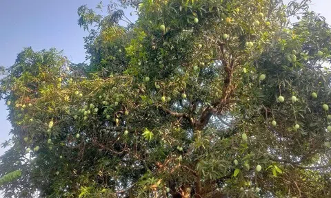 Loại quả "tốt nhất thế giới" chỉ có ở An Giang, trồng một lần thu hoạch nhiều năm, thành đặc sản tốt cho sức khỏe