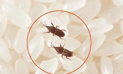 Gạo mua về hay bị mọt, nhét ngay vỏ quả này vào thùng, gạo để lâu chẳng sợ con gì "tấn công"