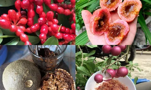 Đố vui 10 loại trái cây đặc sản Việt Nam hiếm người biết, tên "lạ hoắc", có loại 400 nghìn đồng/kg