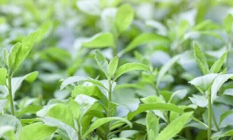 Cây mọc bờ rào có vị đắng nay thành đặc sản lạ ở thành phố, trồng một lần hái bán quanh năm, tốt cho sức khỏe