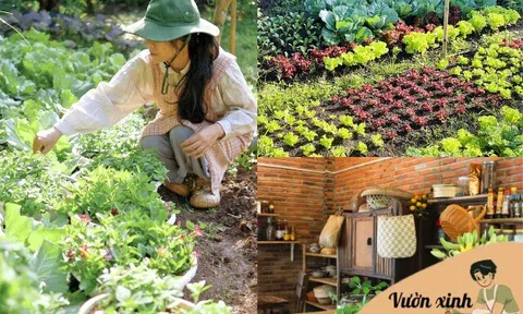 Chỉ với hơn 1 triệu đồng, mẹ đảm Đồng Nai biến 50m² đất trống thành khu vườn xanh mướt, đẹp như tranh