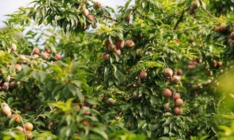 Loại quả đặc sản “tốt nhất thế giới” chỉ có ở Sơn La, trồng một lần thu hoạch nhiều năm, tốt cho sức khỏe