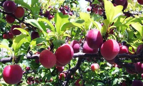 Loại quả đặc sản “tốt nhất thế giới” chỉ có ở Sơn La, trồng một lần thu hoạch nhiều năm, tốt cho sức khỏe