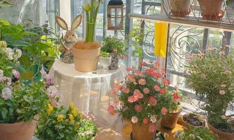6 loại hoa thơm dễ trồng hơn trầu bà, chỉ cần một bông nở thôi cũng đủ làm thơm ngát cả nhà