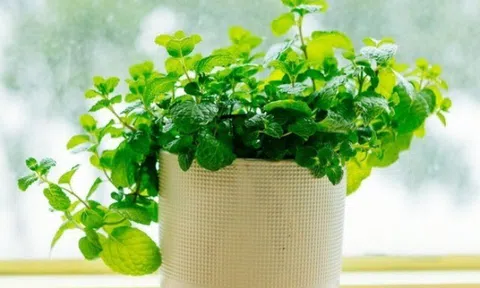 Loại cây rẻ tiền được khuyên trồng trong nhà vừa giúp lọc không khí, đuổi côn trùng, lại tốt cho sức khỏe
