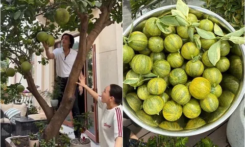 Cây trái trong biệt thự hàng trăm tỷ của vợ chồng danh hài Việt Hương: Trái quất lạ khiến ai cũng trầm trồ