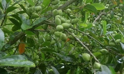 Loại quả mọc bờ rào xưa không ai ăn, nay thành đặc sản trồng một lần thu hoạch nhiều năm, tốt cho sức khỏe