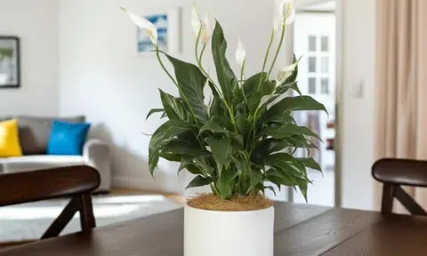 12 loại cây được ví như điều hòa tự nhiên, đặt vài chậu vừa giúp nhà giảm nhiệt tới 10 độ C vừa lọc sạch không khí