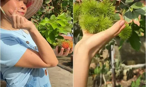 "Biệt phủ" hàng nghìn m2 của Mỹ Tâm có loại trái ngọt mát sai lúc lỉu, khán giả gọi cô là "bà trùm nông sản"