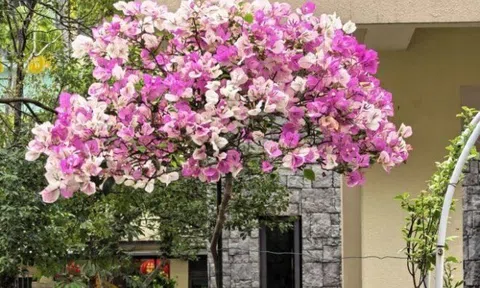 5 loại hoa này là “chúa tể mùa hè”, cắm cành vào đất là sống, càng nắng gắt càng nở rực rỡ