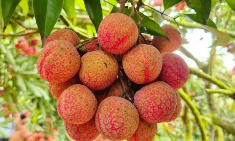 Mua vải thấy có điểm này biết ngay vỏ mỏng, hạt nhỏ xíu cùi dày mọng nước ngọt lịm lại không sâu đầu