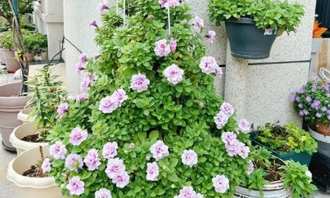 Trầu bà chẳng là gì so với 5 loài hoa này, chịu nắng chịu nóng tốt, nở rộ kín chậu, còn giúp hạ nhiệt mùa hè