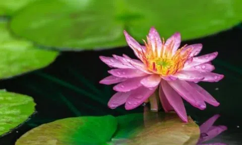 Việc do kín đáo mà thành: Tầm nhìn xa của cha mẹ khôn ngoan là tuyệt đối không nói với con 4 điều