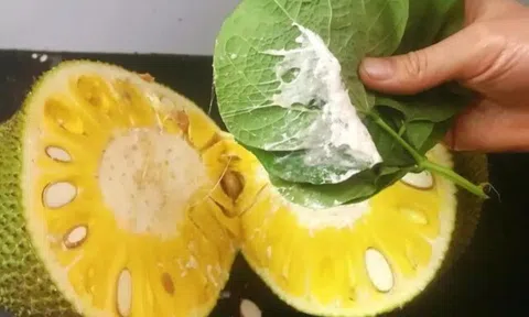 Bị nhựa mít dính vào tay cứ dùng vài thứ này chà nhẹ là nhựa tự bong ra từng mảng, giờ mới biết chưa muộn