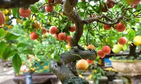 Loại quả "tốt nhất thế giới" có ở Phú Thọ, trồng một lần thu hoạch nhiều năm, thành đặc sản tốt cho sức khoẻ