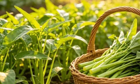 14 loại rau chịu hạn tốt, hợp trồng vào tháng 6, trời càng nóng càng phát triển nhanh, 20 ngày cho thu hoạch
