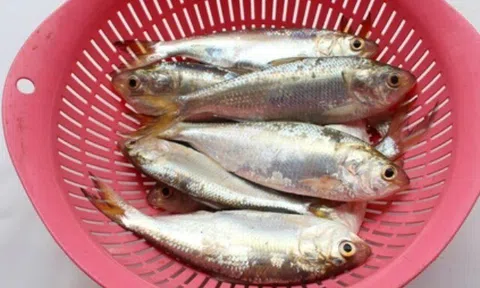 Loại cá bình dân nhưng omega-3 bằng nửa cá hồi, đem kho hay chiên đều ngon