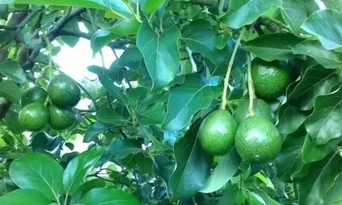 Loại quả "tốt nhất thế giới" chỉ có ở Tây Nguyên, nghe tên đã thấy giàu sang, thành đặc sản nổi tiếng tốt cho sức khoẻ