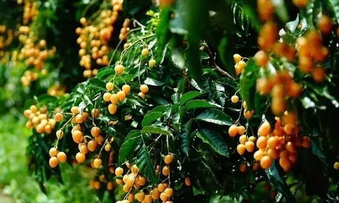 Loại quả dại xưa không ai ăn nay thành đặc sản giá 45.000 đồng/kg, trồng 1 cây ăn cả đời, giúp gia đình tài lộc sinh sôi