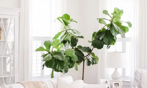 8 “cây trường thọ” rất hợp trồng trong phòng khách, càng trồng lâu càng có giá, thành báu vật truyền đời cho con cháu