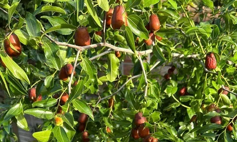 Loại quả "tốt nhất thế giới" Việt Nam trồng thành công, là đặc sản nổi tiếng 120.000 đ/kg, tốt cho sức khỏe