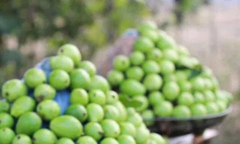 Loại quả "tốt nhất thế giới" có ở Hà Nội, trồng một lần thu hoạch nhiều năm, thành đặc sản tốt cho sức khoẻ