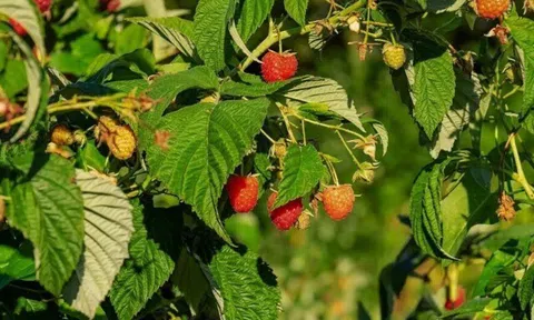 Loại quả dại xưa không ai ăn nay được mệnh danh là “trái cây vàng”, giá 400.000 đồng/kg, trồng 6 tháng cho thu hoạch
