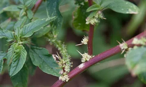 Cây mọc dại ven đường, xưa dành cho "người nghèo" nay thành đặc sản làm nhiều món ngon ở thành phố, tốt cho sức khỏe