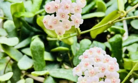 Loài hoa đẹp tựa ngọc quý, thơm chẳng kém dành dành, nở quanh năm không biết mệt, trồng một chậu nhà như được ướp hương