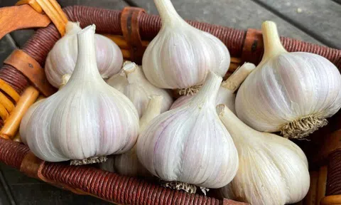 Tỏi bán đầy chợ nhưng có 4 củ này đừng mua rất phí tiền, biết rồi nhớ báo mọi người cùng biết nhé!