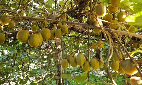 Loại quả "tốt nhất thế giới" Việt Nam trồng thành công, là đặc sản nổi tiếng được ưa chuộng, tốt cho sức khỏe