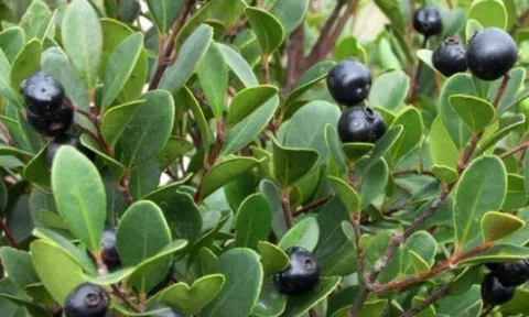Quả dại mọc ven rừng nay thành đặc sản giá 150.000 đồng/kg, trồng một cây trong sân vườn sống thọ trăm năm, càng già càng có giá